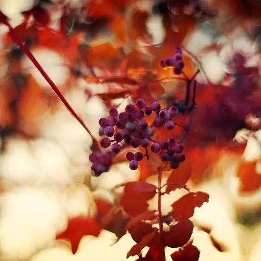 11首现代诗歌，静静的去聆听吧