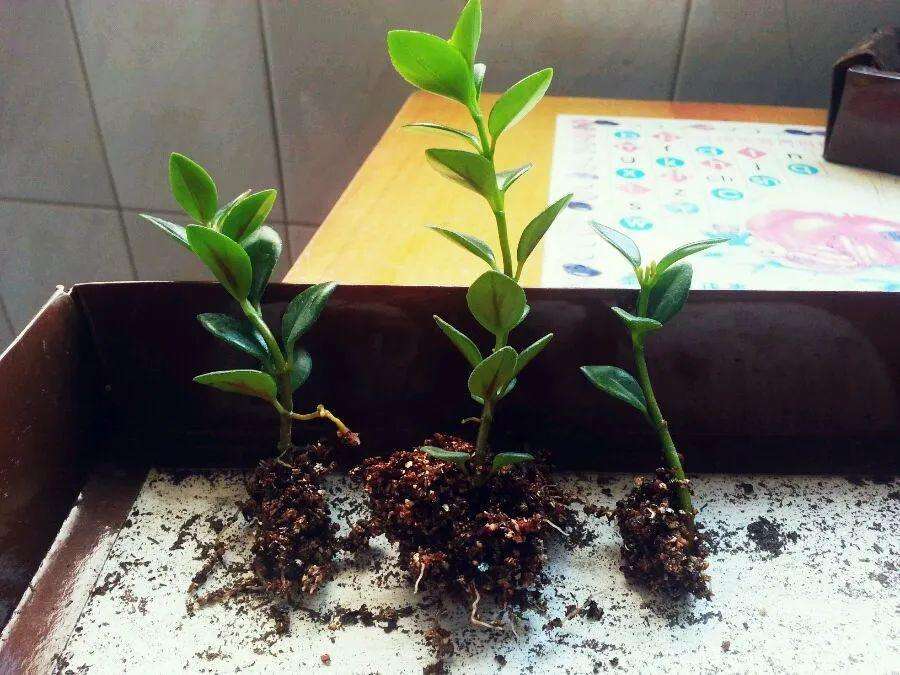 扦插金鱼吊兰,掐个枝剁八段,生根快,叶片肥,年底开满小金鱼