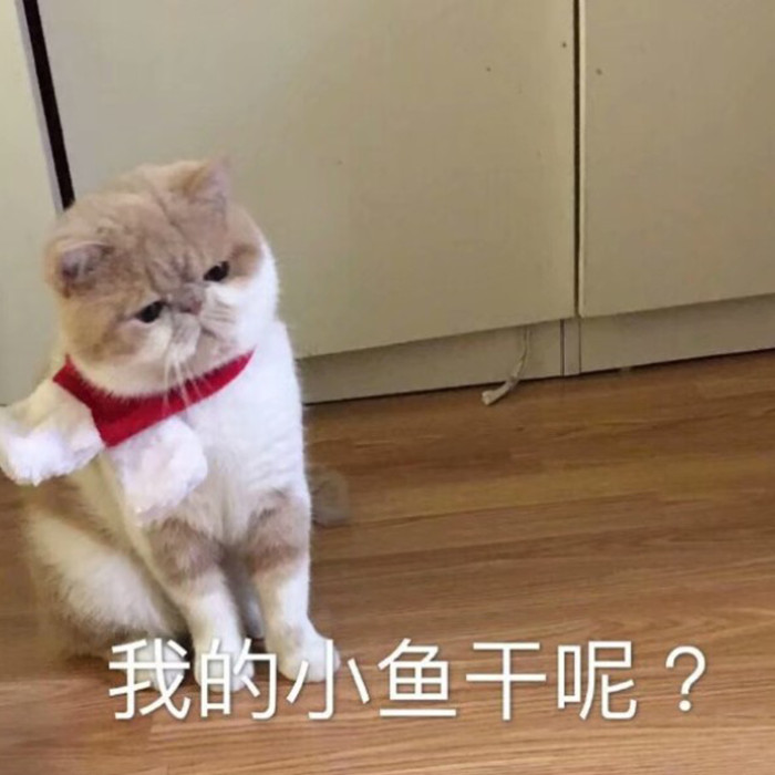 表情包：小猫咪程序混乱