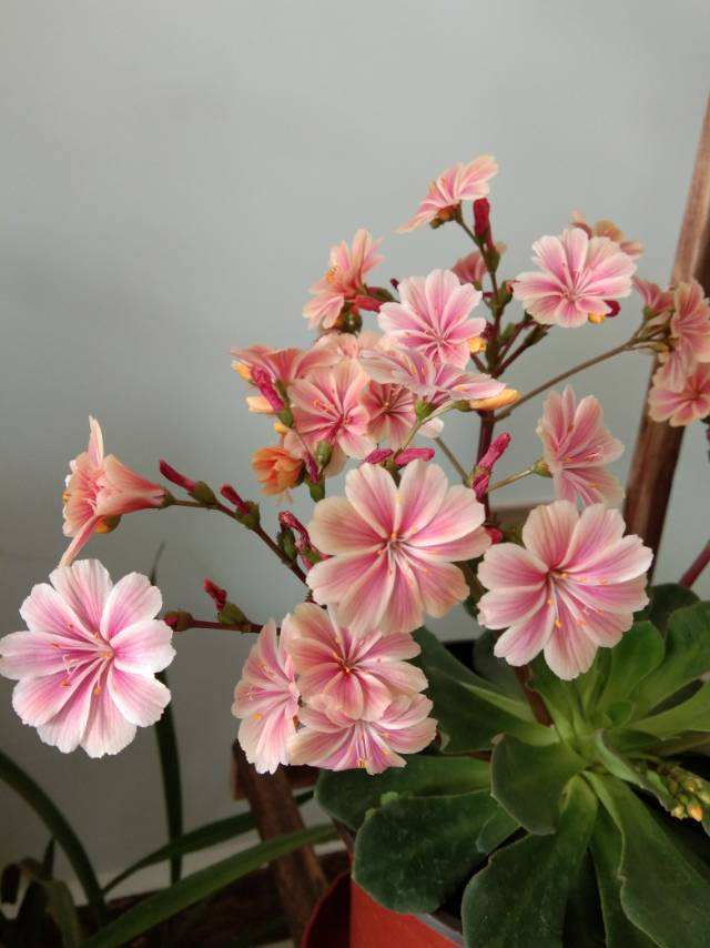 露薇花(露薇花开花超美,小清新的气质让人一眼爱上,超适合春天)