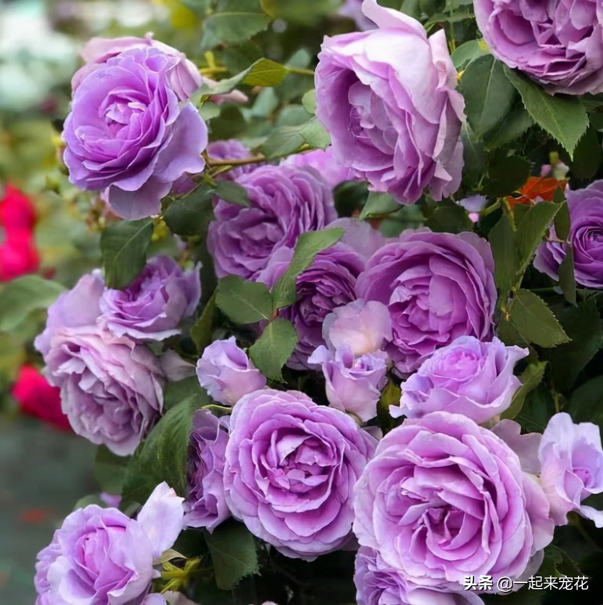 粉黛月季优缺点(盘点10款经典的月季花皮实好养)