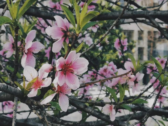 高清大图惊艳来袭！或许，“她”就是南京大学最美校花！