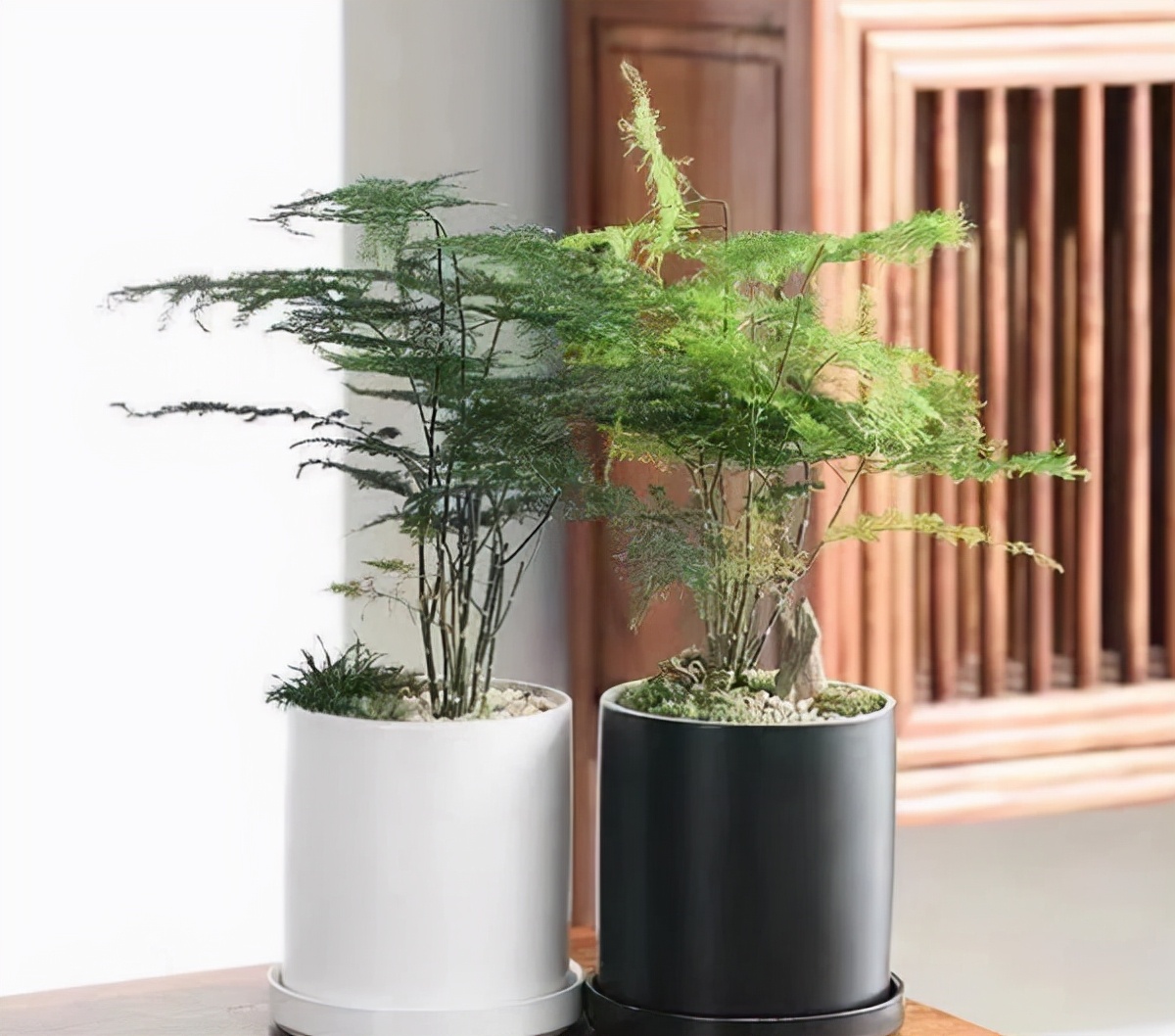 适合养在办公室的4种植物,耐阴又好养,还寓意好