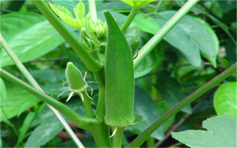 2021年在农村种植什么不愁销、利润高、比较有前景？推荐一些