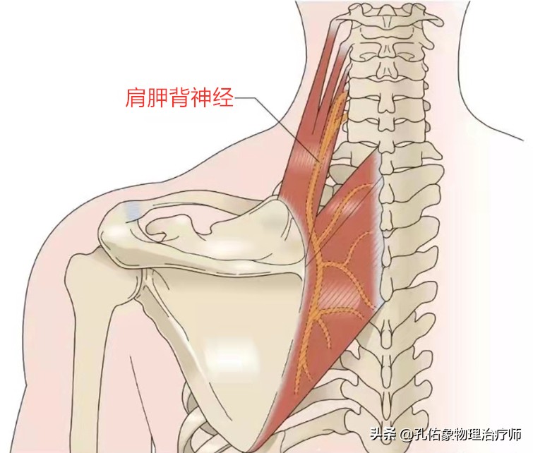 后背、肩胛骨内侧缘疼痛，是怎么回事？该如何处理？给您讲清楚