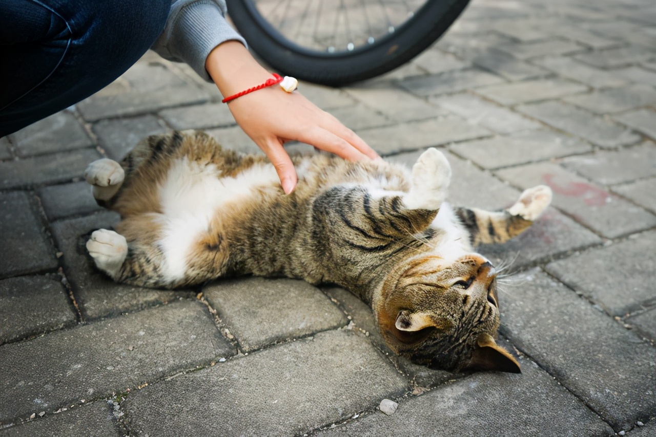 有这几种气质的人,都是"吸猫体质",看看你是猫选之人吗?