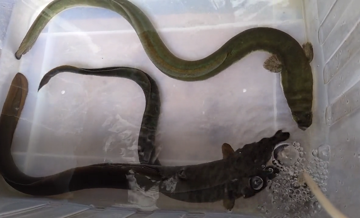 广州男子珠江钓起3条罕见河鳗,网友:好鱼,至少1000到手