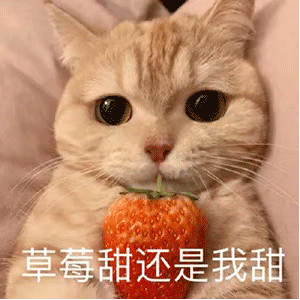 表情包：吃完这顿再减肥，不吃太可惜了