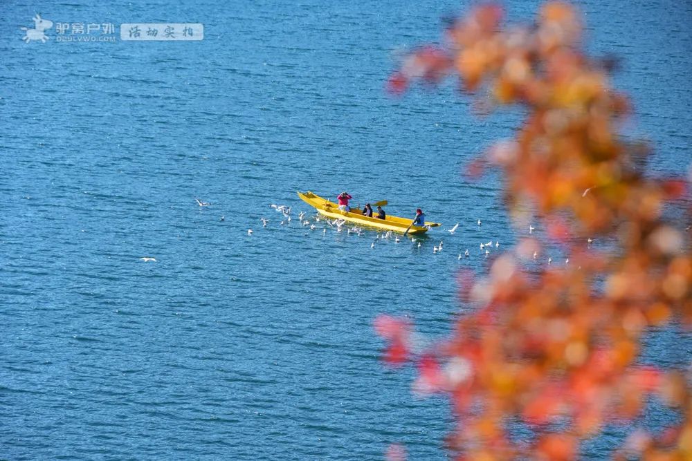 醉美泸沽湖，藏在冬日里！水天一色，海鸥翱翔，治愈的风光