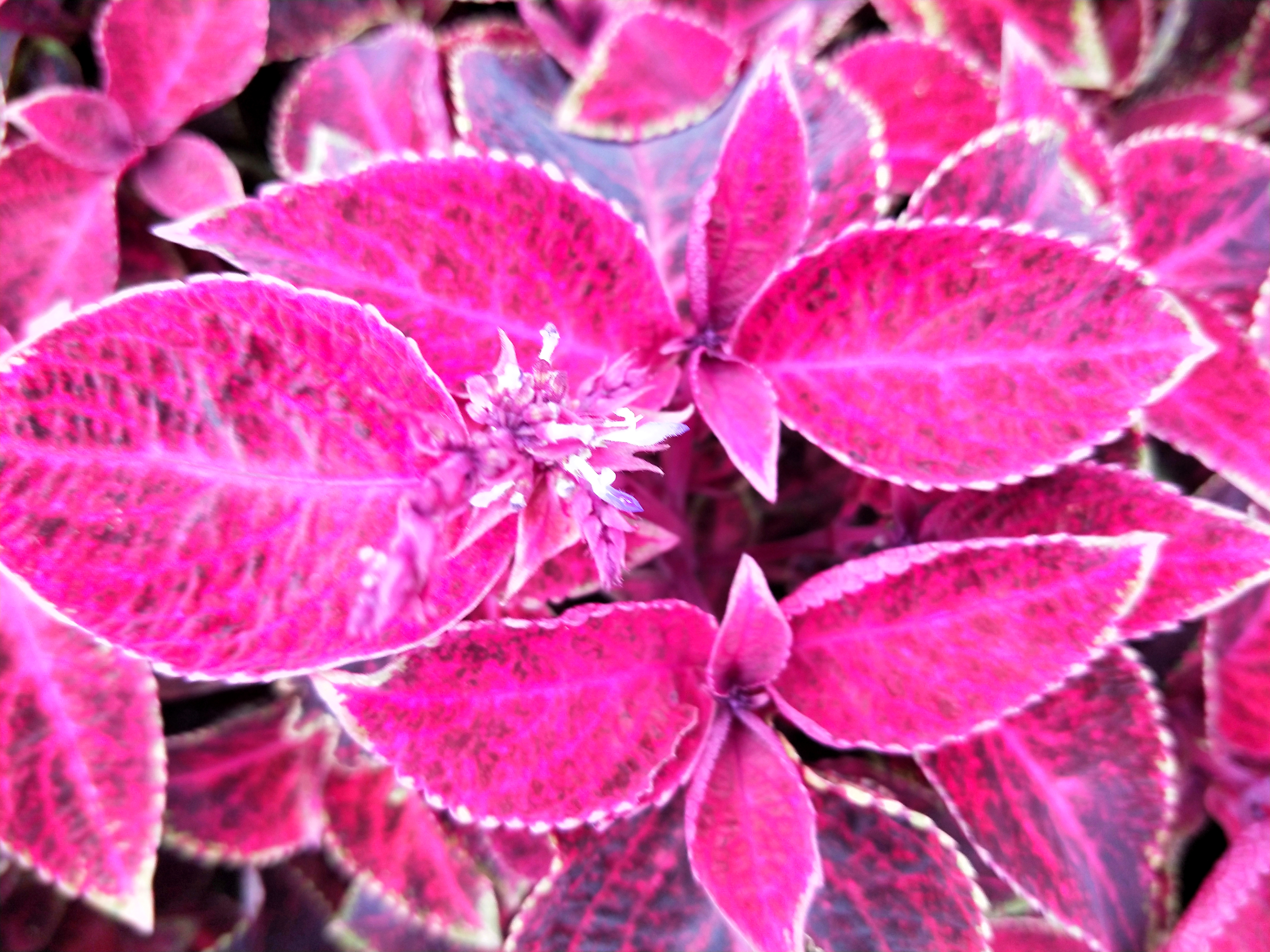 艳丽的五彩苏,万紫千红,瑰丽多彩