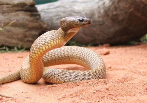 成年大蛇也只有2米左右,主要以捕食蛙,蟾蜍,啮齿类动物为生