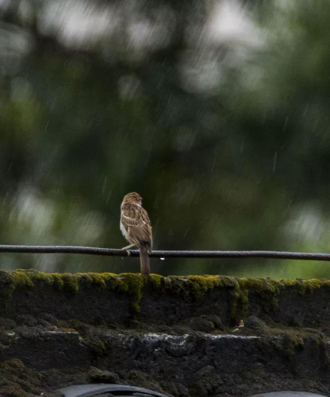 雨中的麻雀