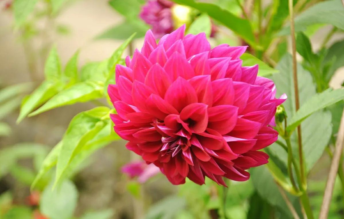 九月开什么花(三种九月份开的美丽鲜花大全)