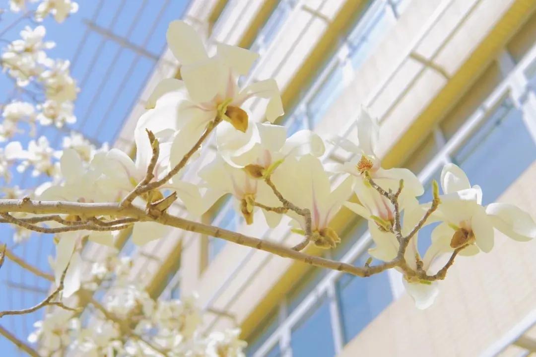 我校2021年公开招聘高层次和急需紧缺人才招聘公告（第一批）