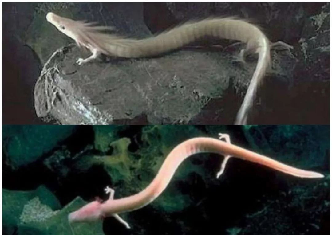 02 现实中的"龙"