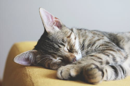 猫咪耳部清洁攻略，教你如何给猫清洗耳朵？