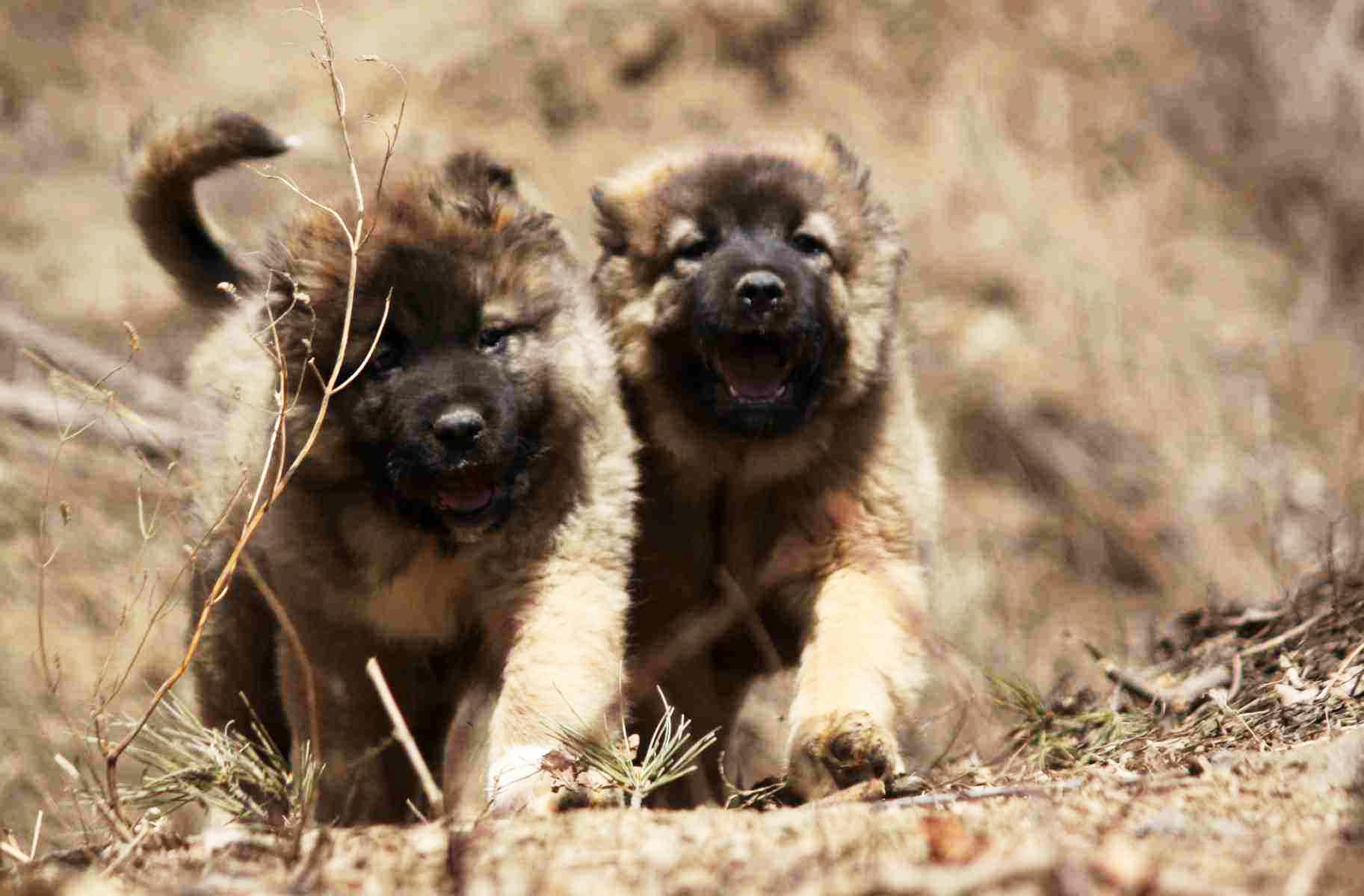 高加索犬志军犬舍麦克vs黑妹的后代预定中 - 高加索犬-出售 高加索犬舍- 大连高加索犬养殖基地- 志军犬舍