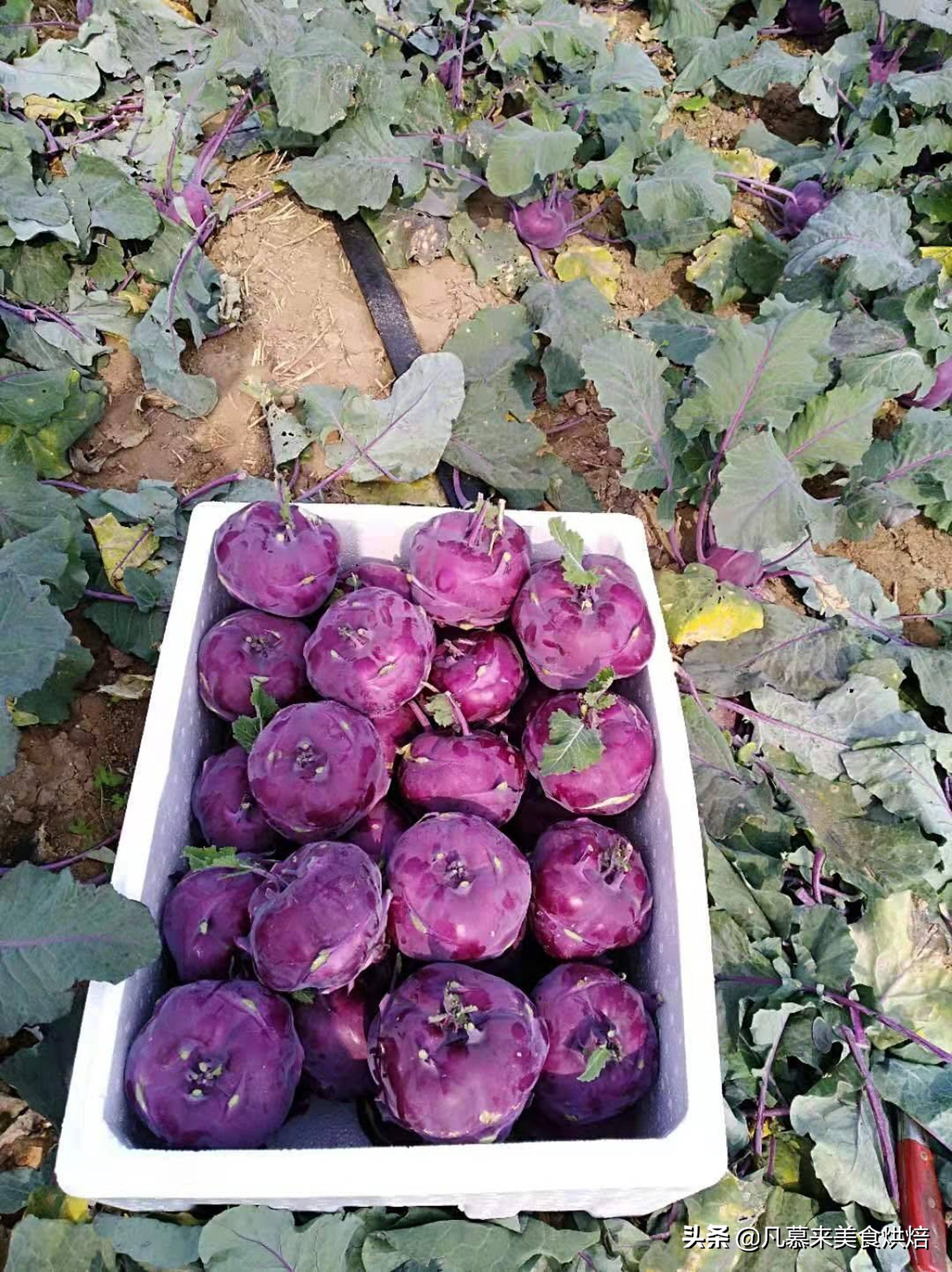 紫色蔬菜大全（35种紫色蔬菜富含花青素营养又美味）