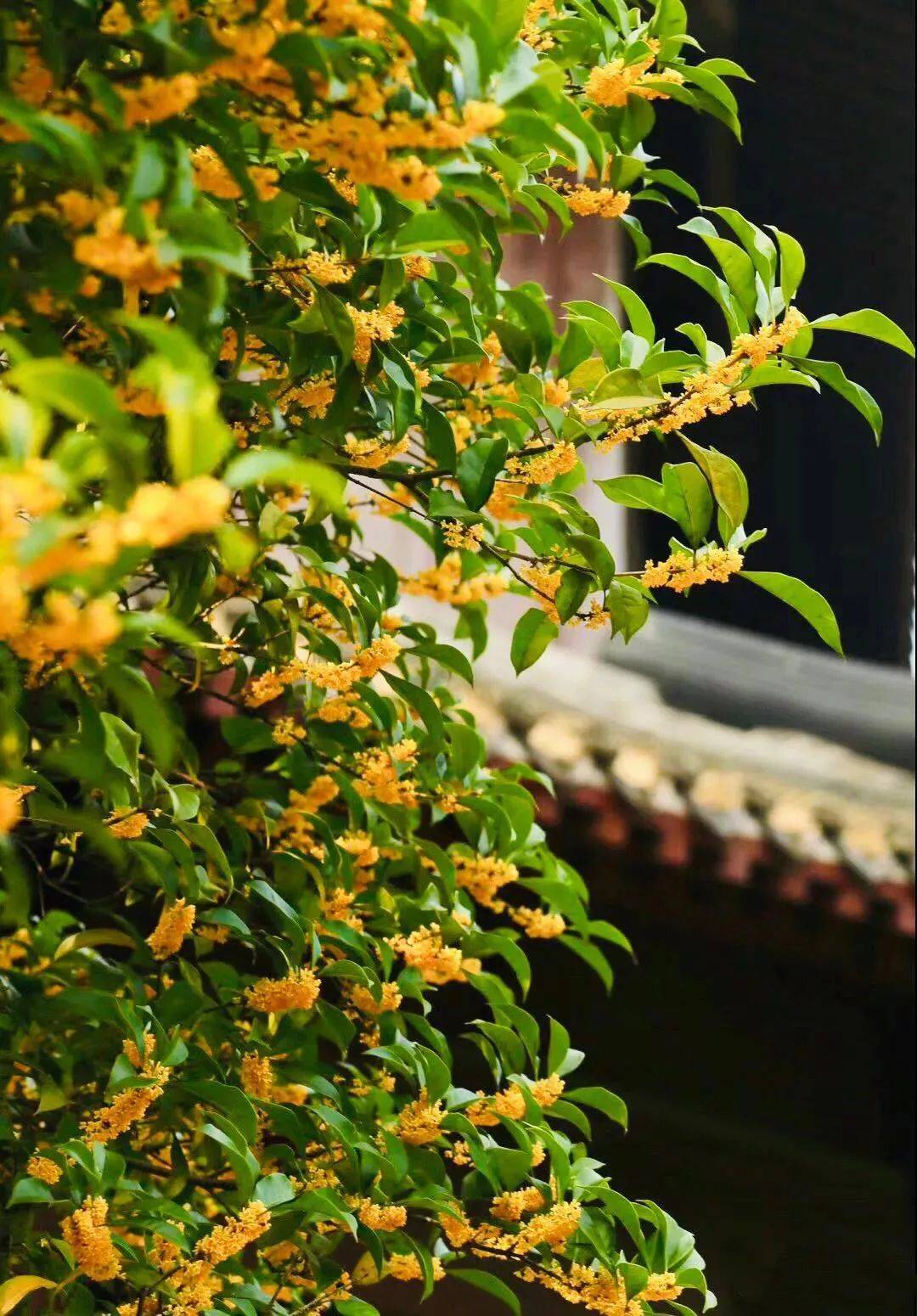 桂花树下秋风起，金桂飘香满庭院，枝头点点如繁星，醉了游人忘归时