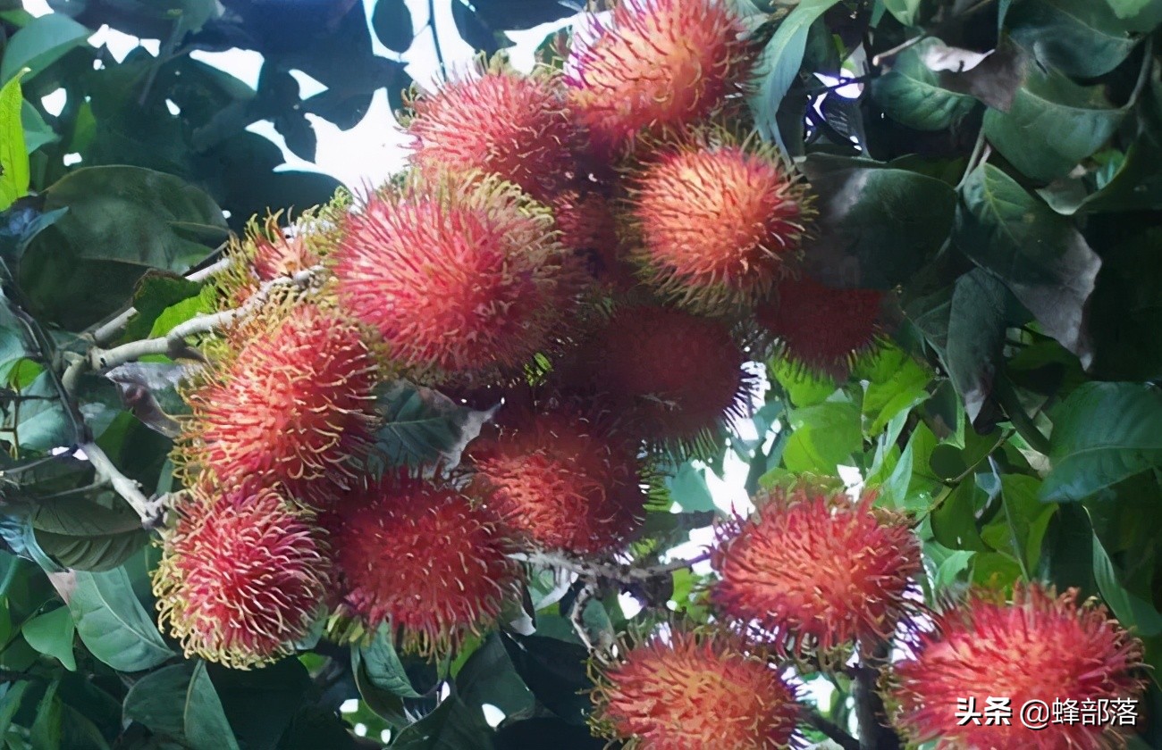 长在树上的"小刺猬",很多人误认为是荔枝,味道特好价格还不高
