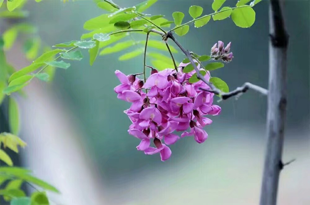 散文：紫梦飘香——紫槐花