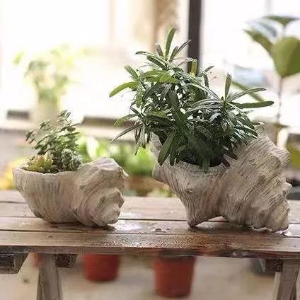 菜叶发黄是什么原因怎么防治（植物叶子发黄的七个原因）