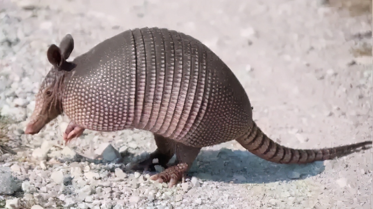 达尔文的奇遇:躲避印第安人,20小时没水喝,烤犰狳和小山羊吃