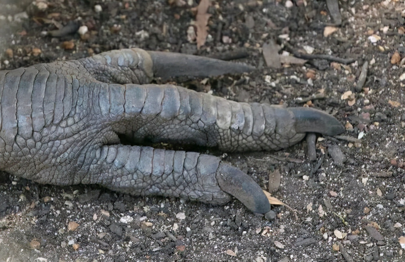 鹤鸵属于鹤鸵科中的巨物,目前有单垂鹤鸵,双垂鹤鸵,侏鹤鸵,鸸鹋四个