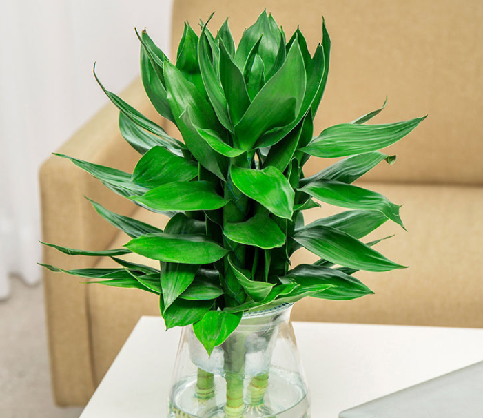 观音竹图片(养花7年) - 赤虎壹号