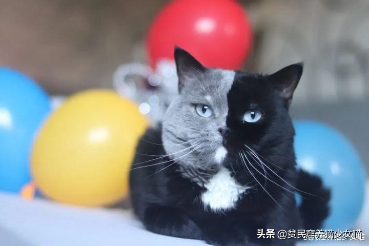 还记得那只阴阳脸的猫咪吗？如今它当爹了，小猫精准遗传到了精髓