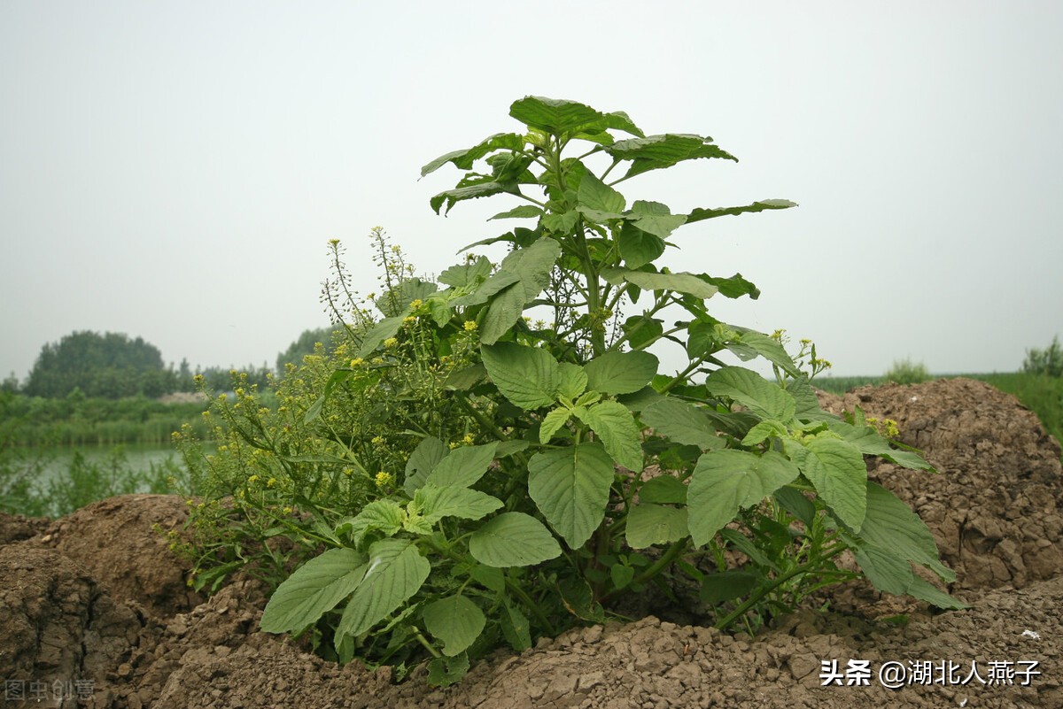 农村能吃的野菜100种大全(教你认识100种野菜和吃法)