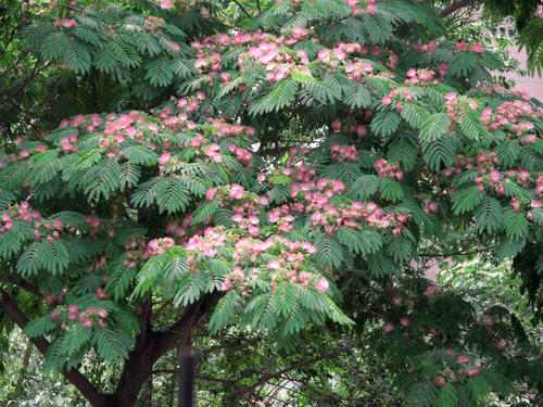 这篇学霸写景范文《校园即景》，一看就能记住，帮你赢得期末满分