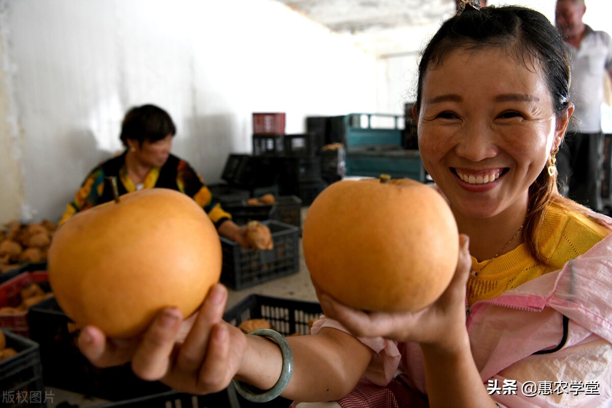 这种梨引进自日本，汁多甘甜，果核小，适合我国北方地区种植