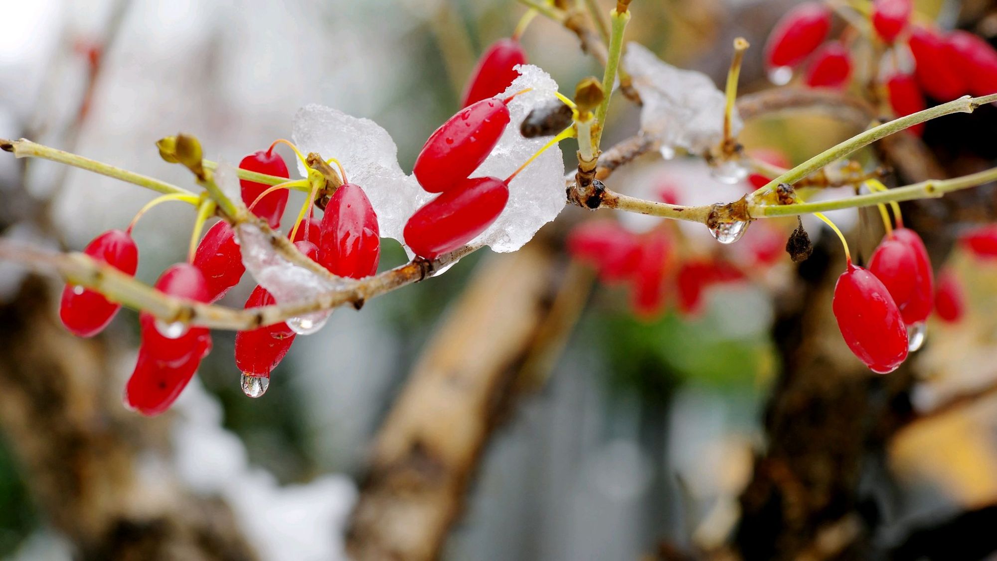 读茱萸古诗,邂逅时光里最美的茱萸