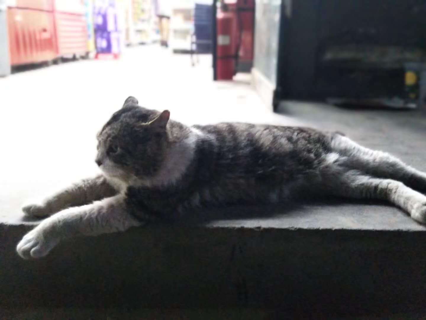 一只智商爆表的流浪猫，居然给超市带货