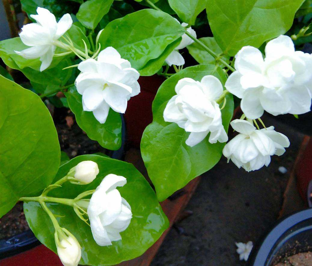 4种香香花,养在家里味道清新,还能杀菌去异味