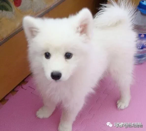 银狐犬和萨摩耶有什么区别？银狐犬和萨摩耶的不同之处是什么