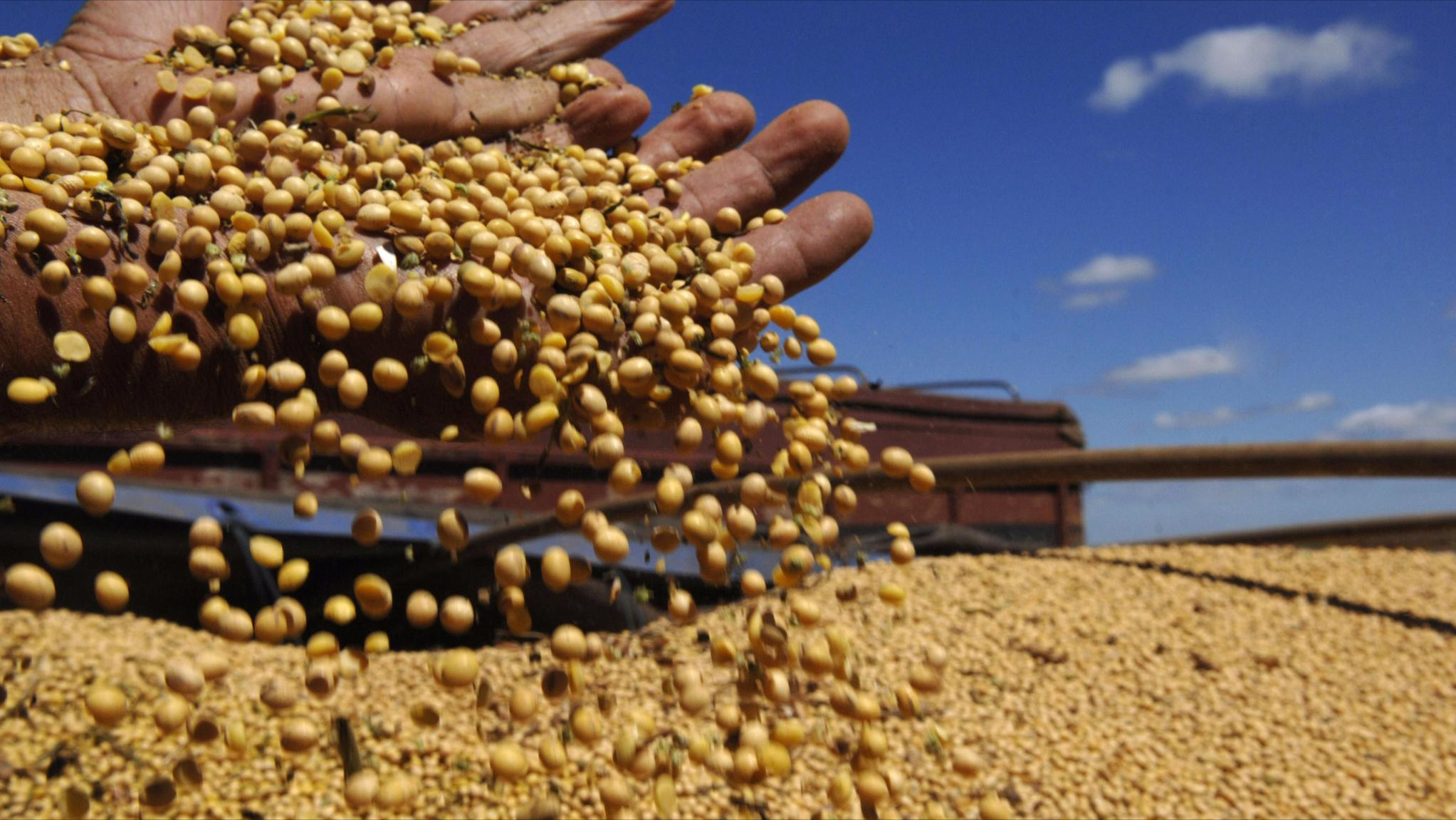 根据美国农业部数据,在8月5日至11日的七天内,中国美国进口的大豆达到