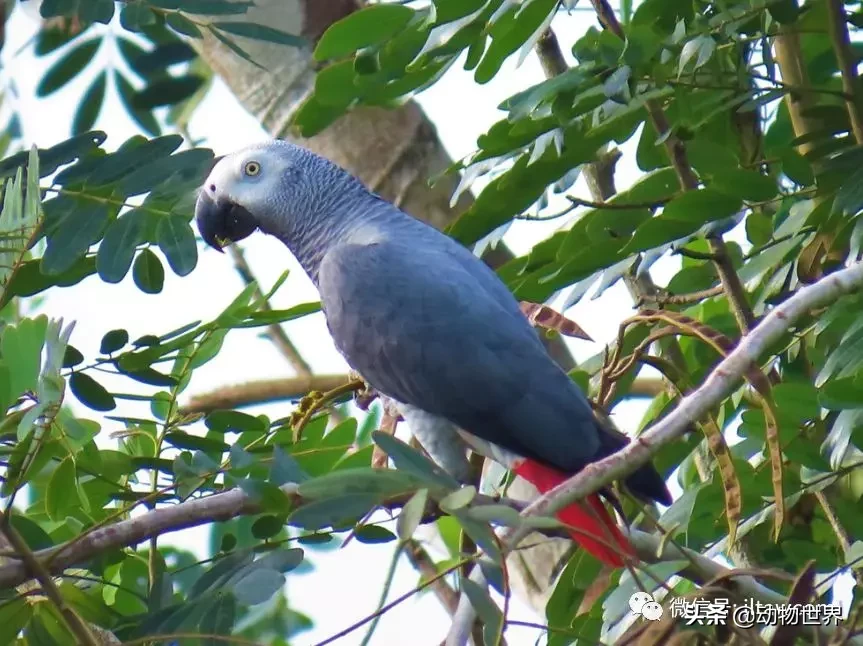 鹦鹉智商排名（最聪明的鸟类之一非洲灰鹦鹉）