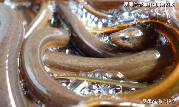 河鳗和黄鳝有啥区别(两种水生美味，异曲同工的鳗类饕餮)