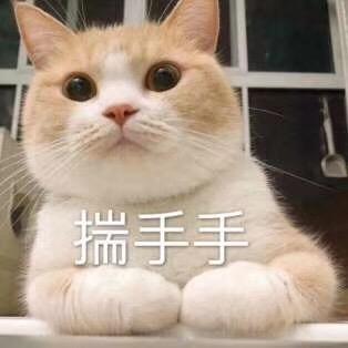 可爱猫咪的表情包我的悲伤大概有这么大