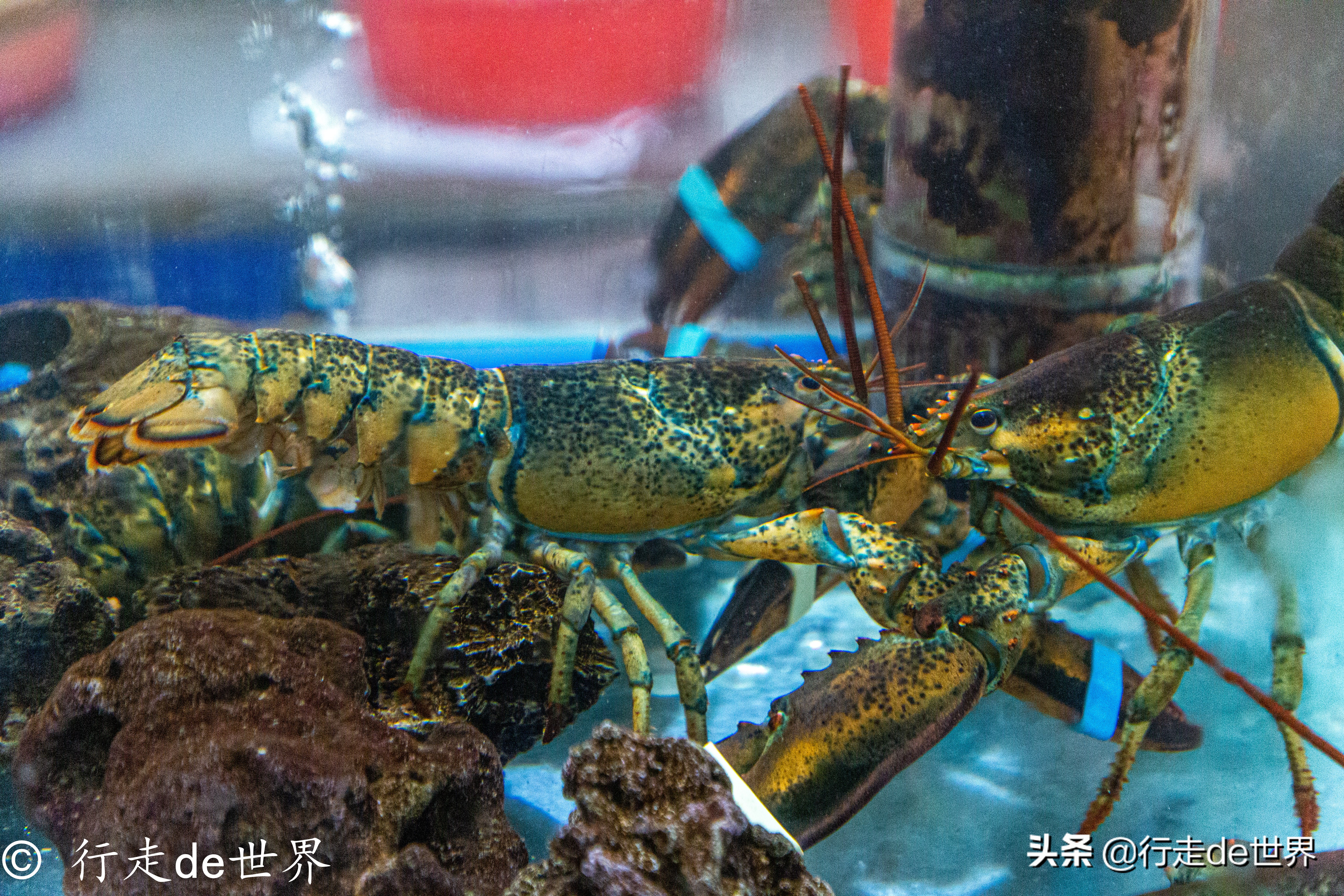 国庆假期相聚顺德，一次性打卡六家餐厅，品味地道顺德味道