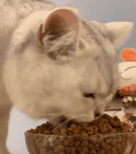 听说受人欢迎的猫咪，都学了这6种道歉方法