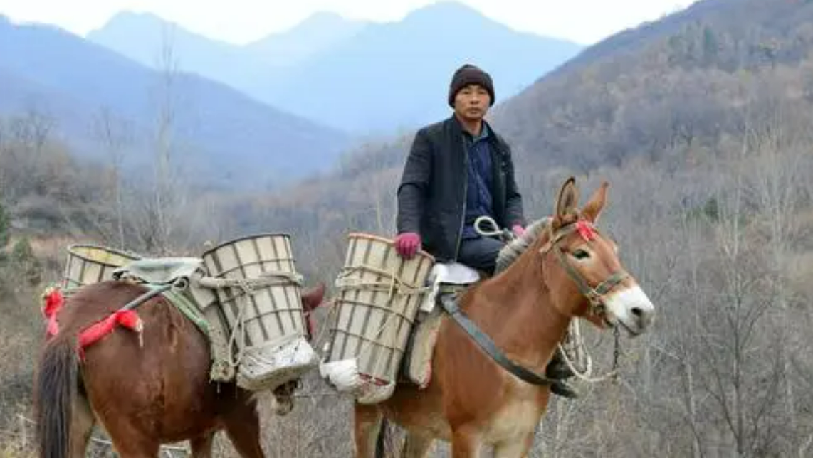 揭秘“骡马帮”夫妻的真实生活：在密林深处干活，月收入高达四万