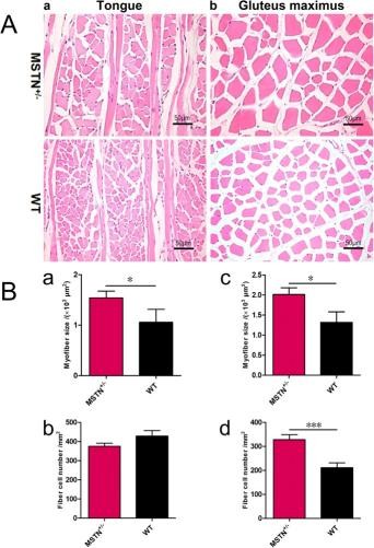 转基因“肌肉猪”你敢吃吗？猪的基因被科学家改造，全身长满肌肉