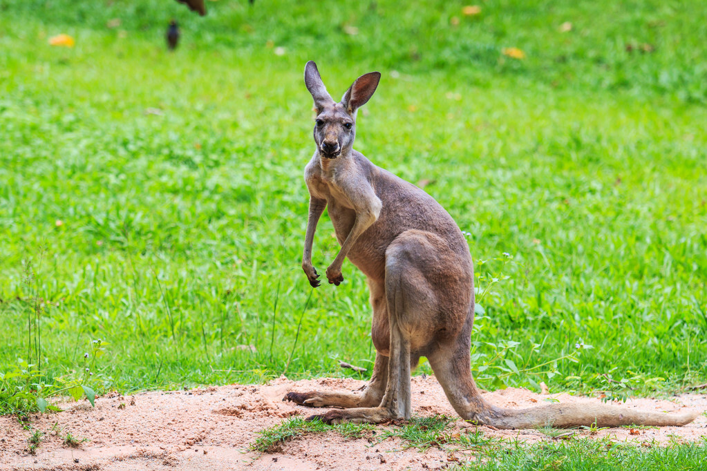 100张图片，带你走进“动物园”般的澳大利亚