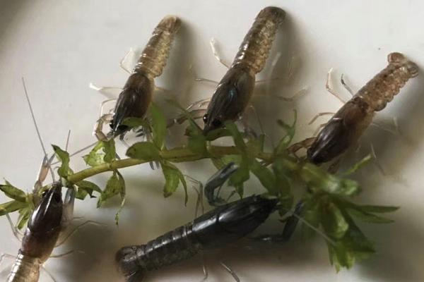 河虾吃什么？食性杂，可投喂的饵料很多 附河虾养殖技术