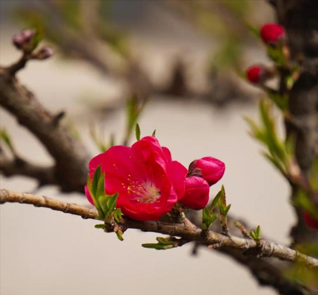 神仙颜值！北京语言大学“最美校花”高清大图来袭，总有一款你喜欢！