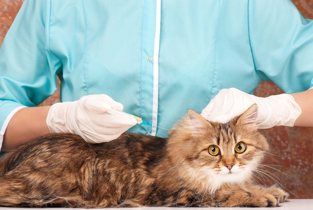 这几种疫苗，猫根本没必要打，尤其是狂犬疫苗