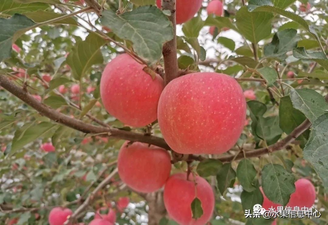 苹果成熟季节（23种苹果的品种产地及成熟时间）